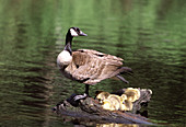 Canada Goose with goslings