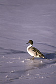 Male Northern Pintail Duck (Anas acuta)