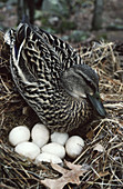 Mallard (Anas platyrhynchos) nesting