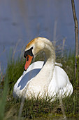 Mute Swan