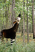 Female Okapi