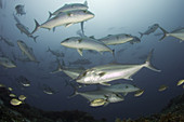 Greater Amberjack