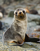 Antarctic Fur Seal