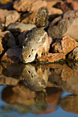 Harris's Antelope Squirrel drinking