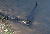 Alligator Courtship