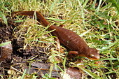 Coast Range Newt