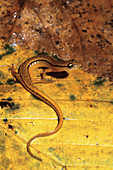 Blue Ridge Two-lined Salamander