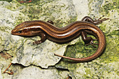 Five-lined Skink