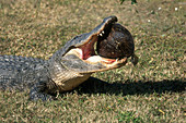 Alligator Eating Turtle