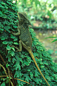 Helmeted Iguana