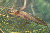 Red-spotted Newt Larva
