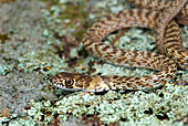 Juvenile Coachwhip Snake