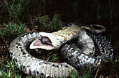 Eastern Hognose Snake Playing Dead