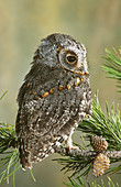 Flammulated Owl (Otus flammeolus)
