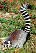 Ring-tailed Lemur digging for food