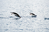 Gentoo Penguins swimming