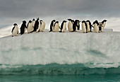 Adelie Penguins