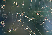 Mosquitos in Spider Web