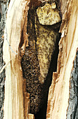 Bee Hive in Hollow Tree