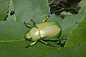 'Texas jeweled scarab,Chrysina (Plusiotis) woodi'