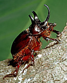 Rhinocerus Beetle (Dynastes tityus) male