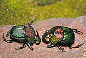 Scarab Dung Beetles