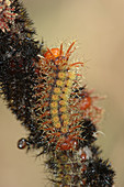 Buck Moth (Hemileuca maia) caterpillar