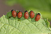 Colorado Potato Beetle larvae