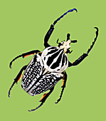 Goliath Beetle (Goliathis orientalis)