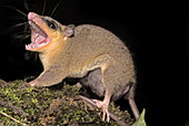 'Murine mouse opossum,Marmosa murina'