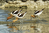 American Avocets feeding in shallow water