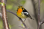 Blackburnian Warbler