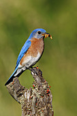 Eastern Bluebird