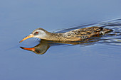 Virginia Rail