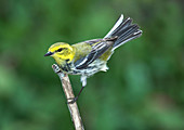 'Black-throated Green Warbler,female'