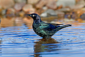 Brewer's Blackbird in water