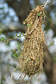 Nest of Altamira Oriole (Icterus gularis)