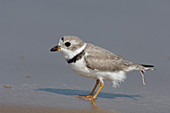 Piping Plover (Charadrius melodus)