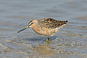 'Short-billed Dowitcher,breeding'