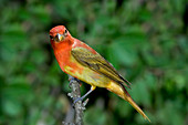 Summer Tanager changing color
