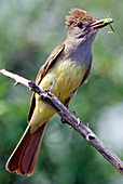 Great Crested Flycatcher with bug