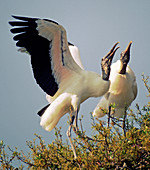 Wood Stork courtship display