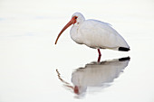 White Ibis