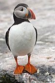 Atlantic Puffin (Fratercula arctica)