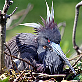 Tricolored Heron female incubating eggs