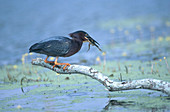 Green Heron with Frog
