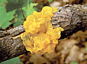 Witches' Butter Fungus
