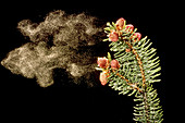 Pollen spray from a Norway Spruce