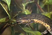 Red-spotted Newt Eating Insect