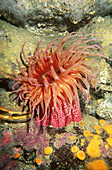White-spotted Rose Anemone